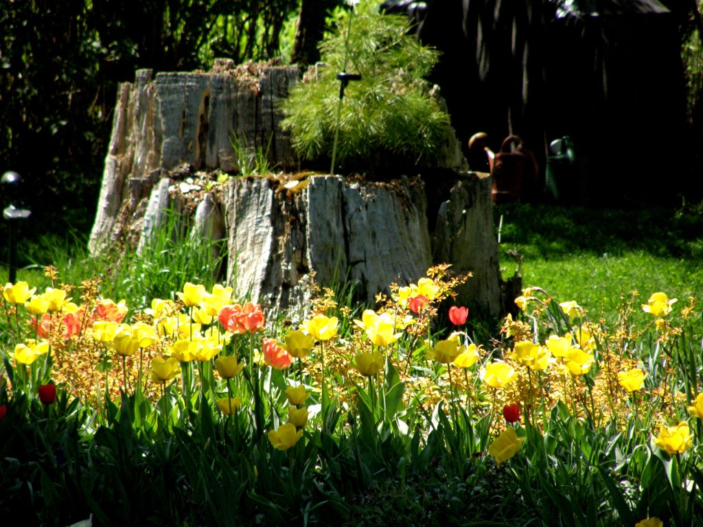 Spring photo of tulips in a flowerbed.