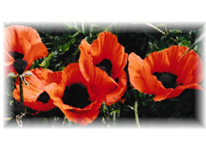 Photo of poppies