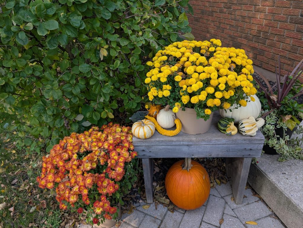 Fall photo of pumpkins, gourds and mums